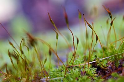 Close-up of grass on field