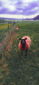 View of a sheep on field