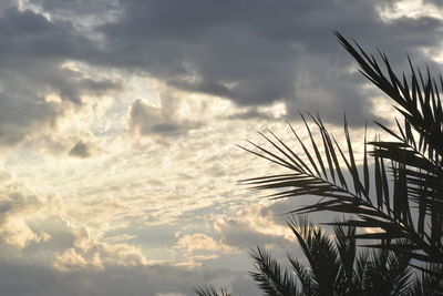 Low angle view of silhouette palm tree against sky