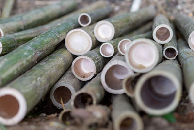 Close-up of bamboos