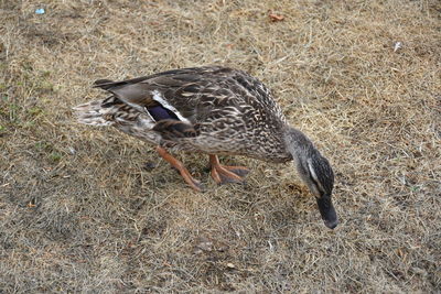 High angle view of bird on field