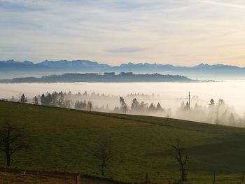 Scenic view of agricultural field against sky during sunset