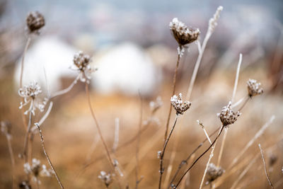 Close-up of wilted flowering plant on field