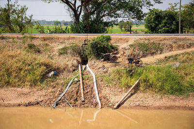 Panoramic view of road amidst trees on field