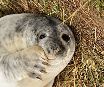 High angle view of horse on field