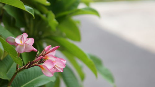 Close-up of pink flowering plant