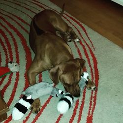 Dog resting on tiled floor