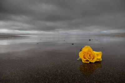 Yellow flowers on beach