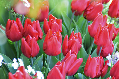 Close-up of red tulip flowers