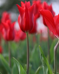 Close-up of red tulips blooming in park