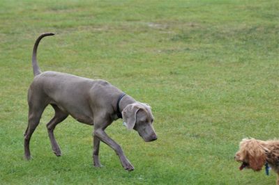 Dog running in grassy field