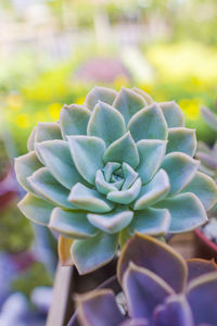 Close-up of succulent plant