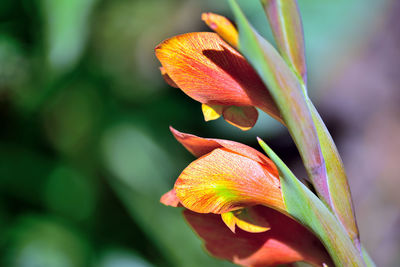 Close-up of orange lily