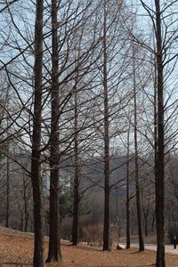 Bare trees in forest against sky