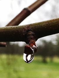 Close-up of rusty metal on tree