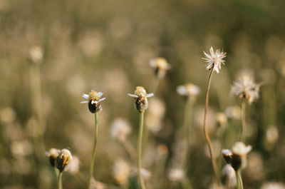 Close-up of flowering plant on field