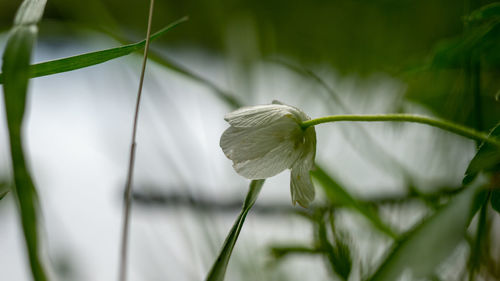 Close-up of lotus water lily on plant