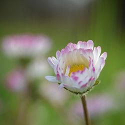 Close-up of pink flower