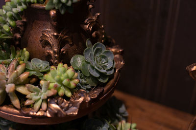 High angle view of small potted plant on table