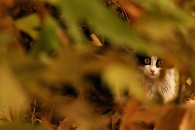 Cat, in summer