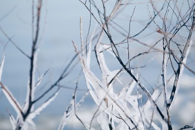 Close-up of branches against sky