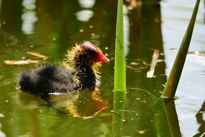 Close-up of young bird in lake