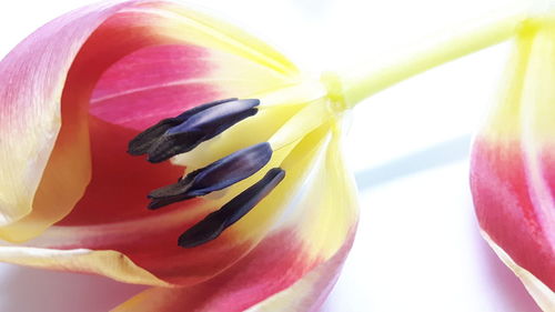 Close-up of multi colored flower