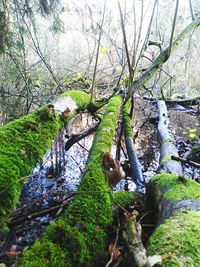 Low angle view of squirrel on tree