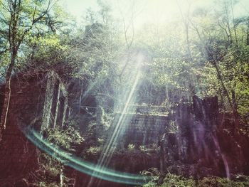 Sun shining through trees