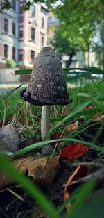 Close-up of mushroom growing on field