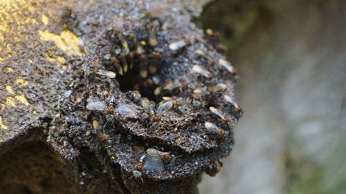 Close-up of insect on rock