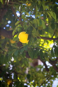 Low angle view of yellow flowering tree