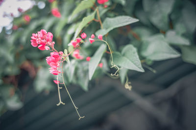 Close-up of pink flowering plant