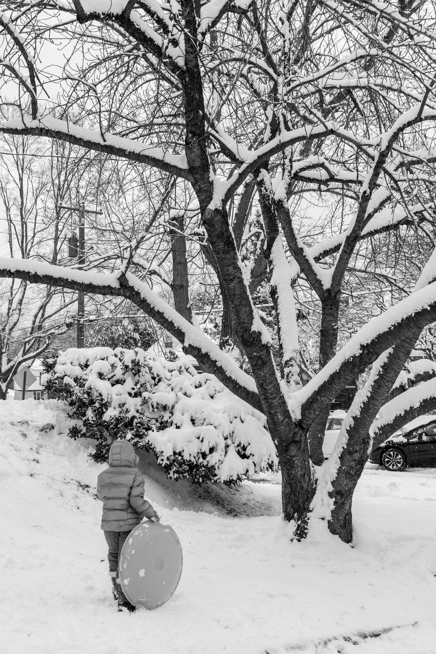 SNOW COVERED BARE TREES ON FIELD