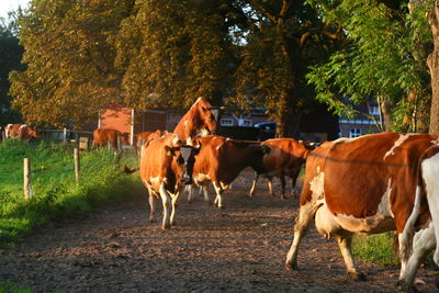 Cows standing on field