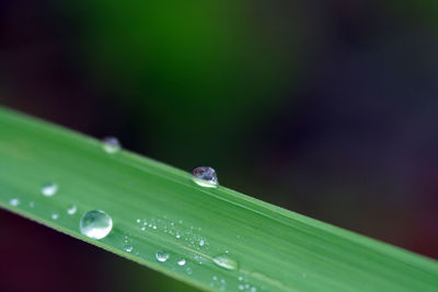 Close up of dew drops on grass blade