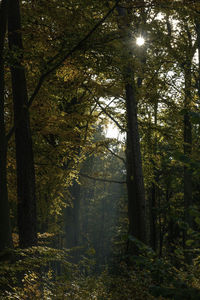 Trees in forest