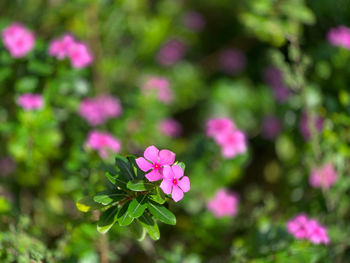Close-up of pink flowering plant