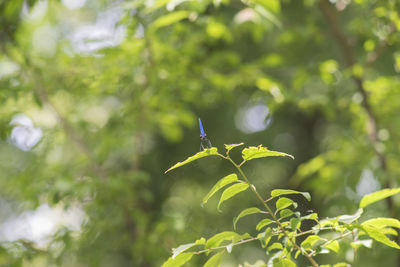 Insect in a forest