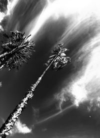 Low angle view of flowering plant against sky