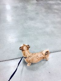 High angle view of dog sitting on road