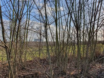 Bare trees on field in forest