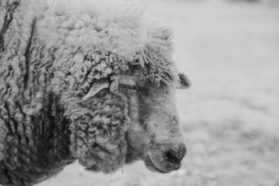 Close-up of a sheep