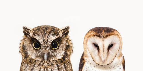 Close-up portrait of owl against white background