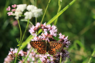 A close-up of a butterfly in the nature of the national park eifel germany europe