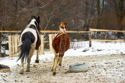 Horse standing on snow covered land