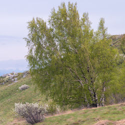 View of tree on field against sky