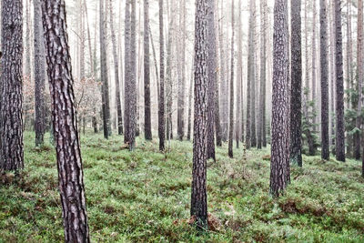 Trees in forest