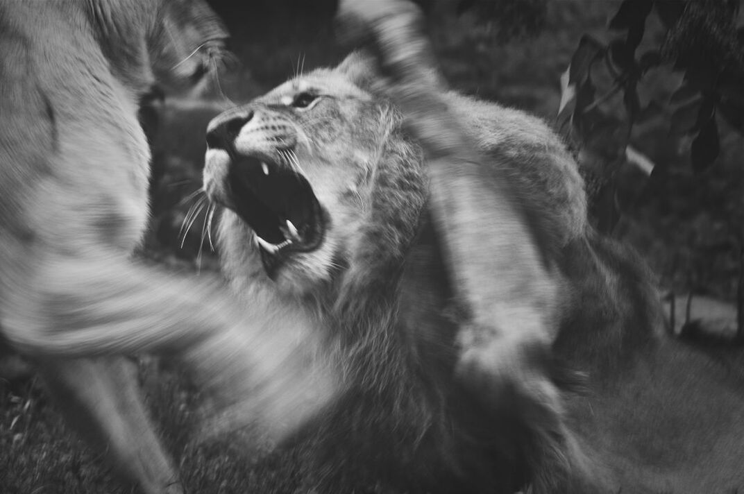 animal themes, mammal, one animal, domestic animals, pets, dog, two animals, focus on foreground, close-up, day, sunlight, outdoors, animal head, sitting, nature, side view, field, no people, looking away, togetherness