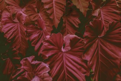 Full frame shot of red flowering plants